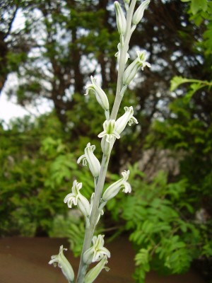 Haworthia 1999-63 (2).JPG