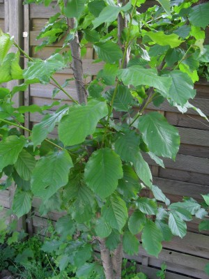 SDC15954.JPG