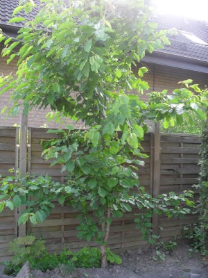 SDC15953.JPG