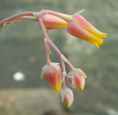 Echeveria elegans fma. albicans (2).JPG