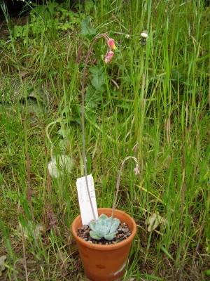 Echeveria elegans fma. albicans.JPG