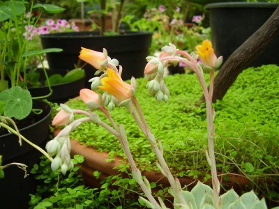 Echeveria ´Aliénor´ (8).JPG