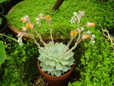 Echeveria ´Aliénor´ (7).JPG