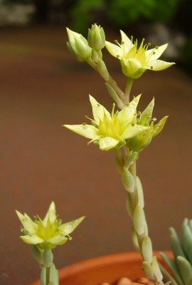 Graptosedum ´Mediterranean Mystery´ (4).JPG
