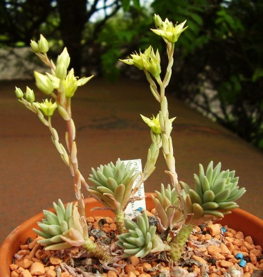 Graptosedum ´Mediterranean Mystery´ (3).JPG