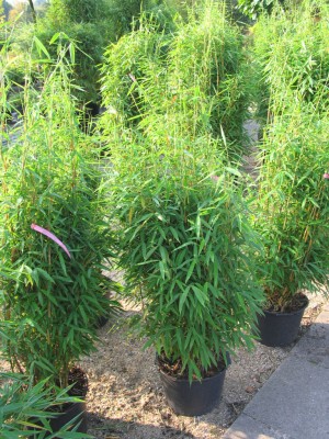 1044 Fagesia Standing_Stone_125_3St.jpg