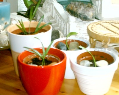 Palmenbabies001.JPG