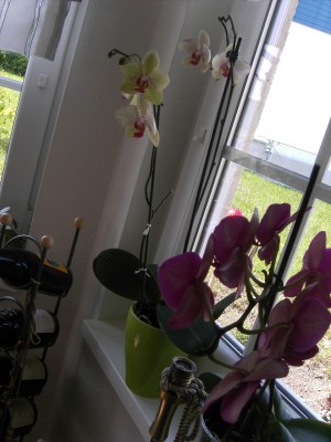 Phal Fenster.jpg
