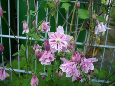DSCI0987.JPG