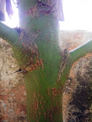 baum_unbekannt_stamm.jpg