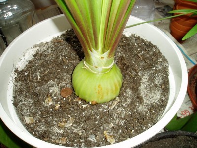 Kopie von P1010003.JPG