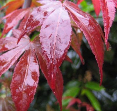 20100526_0001.JPG
