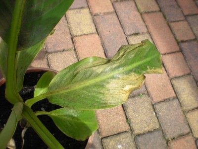 Banane 002.jpg