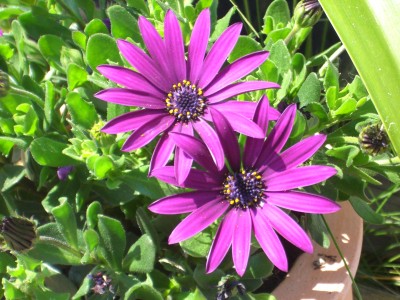 kapkörbchen 26.05.10.JPG