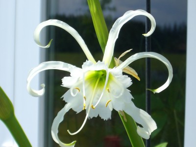 Hymenocallis 26.05.10.JPG