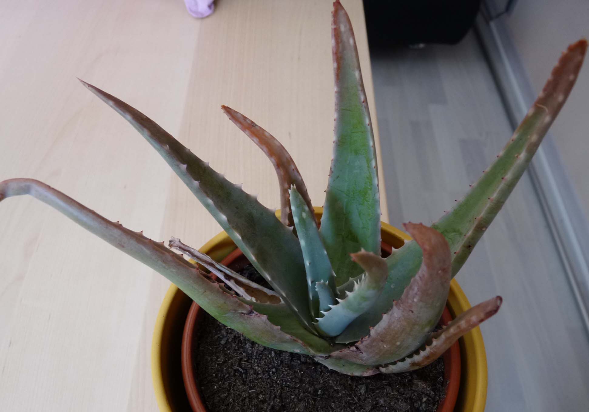 Aloe hat rote Blätter bekommen · Pflanzenkrankheiten & Schädlinge · GREEN24  Pflanzen & Garten Forum