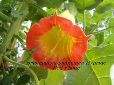 B. sanguinea Blüte mit Text.jpg