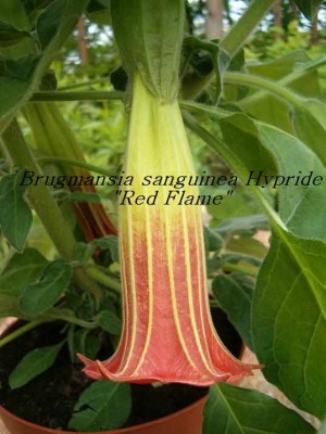 B.sanguinea mit Text.jpg