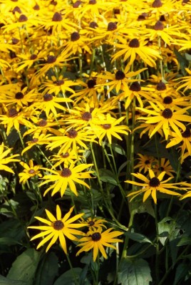 2108-Sonnenhut-Rudbeckia.jpg