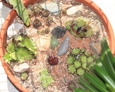 Sempervivum_Schale_24_05_2010.jpg