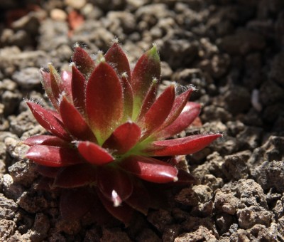 Sempervivum_24_05_2010 - 1.jpg