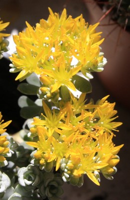 Sedum_24_05_2010 - 2.jpg