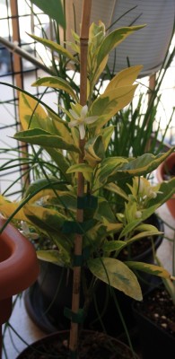 Satsuma_variegata_26_05_2010 - 1.jpg