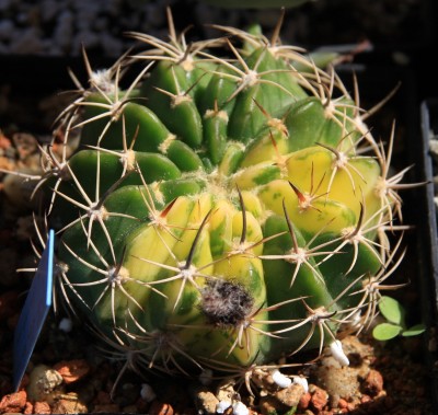Echinopsis_variegata_26_05_2010.jpg