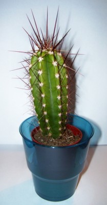 Cereus peruvianus.jpg