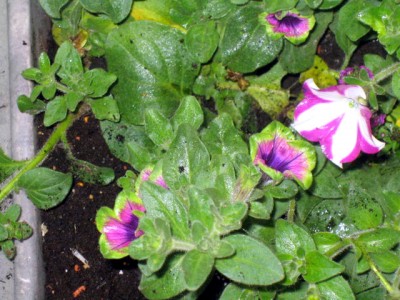 IMG_5910.JPG