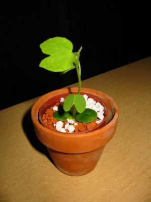 Orchideenbaum Bauhinia variegatakkkkkkkkkk.jpg