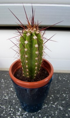 Cereus peruvianus.jpg