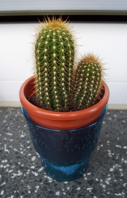 Trichocereus terscheckii.jpg