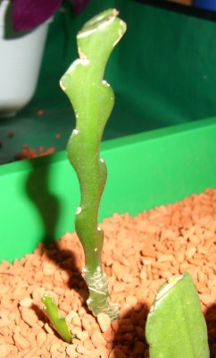 Cryptocereus anthoniyanus.JPG
