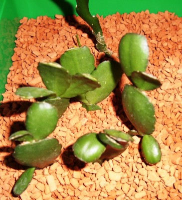 Osterkaktus rot u.weiß.JPG