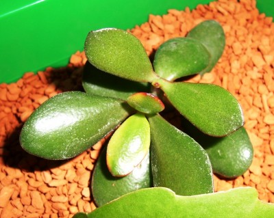 C. hummel´s sunset.JPG