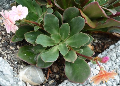 Kindel Lewisia.JPG
