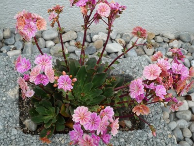 Lewisia mit Kindel.JPG