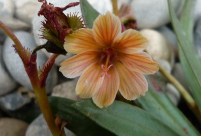 Blüte neue Lewisia.JPG
