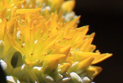 Sedum_24_05_2010 - 1.jpg