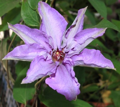 Clematis_lila_24_05_2010.jpg