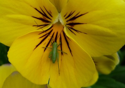 Stiemütterchen mit Besucher.JPG