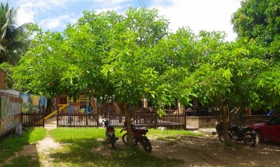 baum1.3.jpg