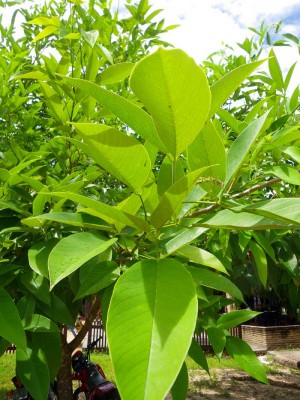 baum1.3_blatt.jpg