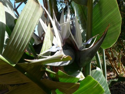 Strelitzia nicolai.jpg
