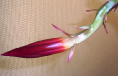 Pegasus der Langsame.JPG