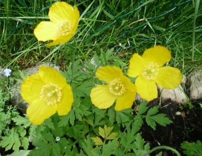 Scheinmohn.JPG
