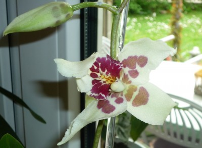 erste Blüte von Juras Cambria.JPG