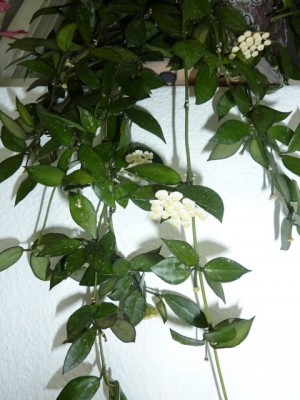 P1000155.jpg
