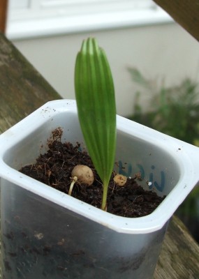 Licuala ramsayii.jpg